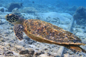 Grogu, hawksbill, adopted by Julius Hawksbill turtle, Lhaviyani Atoll, Kuredu House Reef, Maldives. Image.