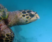 Hawksbill turtle, Angaga Reef, Ari Atoll, Maldives. Image.
