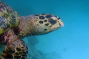 Han'dhu, hawksbill, adopted for Thomas by Larissa. Hawksbill turtle, Angaga Reef, Ari Atoll, Maldives. Image.