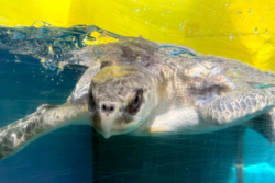 Click to adopt Koamas Adopt turtle patient Koamas. Image.