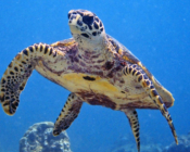 Hawksbill turtle, Zafar Reef, Lhaviyani Atoll, Maldives. Image.