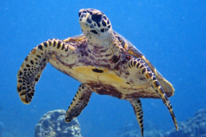 Kyra, hawksbill, adopted for Selina by Patricia. Hawksbill turtle, Zafar Reef, Lhaviyani Atoll, Maldives. Image.