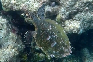 Speedy, hawksbill, adopted by Nádia Alves. Hawksbill, Turtle Point Reef, South Malé Atoll, Maldives. Image.
