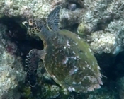 Hawksbill, Turtle Point Reef, South Malé Atoll, Maldives. Image.