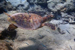 Wolfy, hawksbill, adopted Hawksbill turtle swimming on Olhuveli Reef, Lhaviyani Atoll, Mladives. Image.