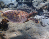 Hawksbill turtle swimming on Olhuveli Reef, Lhaviyani Atoll, Mladives. Image.