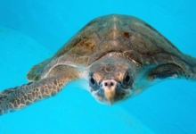 Chouchou is fantastic and recently had her stitches out. Her two wounds have healed perfectly. Chouchou lost her buoyancy and has been diving lower and lower in the tank over the past week. We were very excited when we found her resting at the bottom of the tank the other day! Chouchou is now ready for release. We have had 3 weeks of stormy weather here on the island, but once this settles, we will release her. We are aiming for early next week. Olive ridley turtle patient Maldives