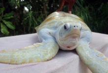Cloud is a very rare turtle Cloud a green turtle with Leucism Maldives