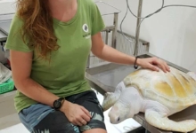 Cloud and Claire at Rescue Centre The rare white turtle Cloud and Claire the Vet at Rescue Centre