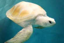 Cloud Rare green leuristic turtle Maldives