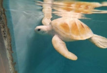 Cloud in the tank at the rescue centre Green leucistic turtle Cloud in the tank at ORP Turtle Rescue Centre Maldives