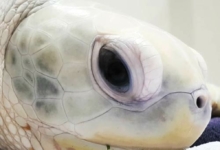 Cloud Rare white turtle, Cloud, a green leucistic turtle, Maldives