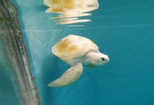 Cloud, a rare white turtle A rare white turtle, Maldives