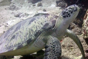 George, green turtle, adopted by Alysha Reid Green turtle, Hithadhoo West, Laamu, Atoll, Maldives. Image.