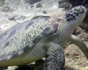 Green turtle, Hithadhoo West, Laamu, Atoll, Maldives. Image.