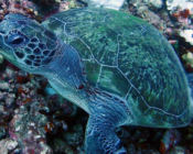 Green turtle, Gili Lankanfushi, North Malé Atoll, Maldives. Image.