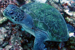 Mariyam, green turtle, adopted Green turtle, Gili Lankanfushi, North Malé Atoll, Maldives. Image.