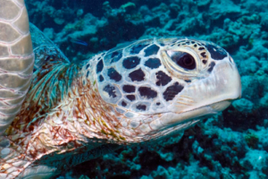 George, green turtle, adopted Green turtle, Madi Gaa Inside, North Malé Atoll, Maldives. Image.