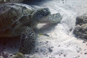 Jennifer, green turtle, adopted for Jennifer by Jeannine Green turtle, Hurawalhi Thila, Lhaviyani Atoll, Maldives