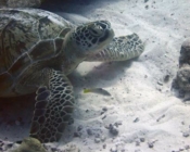 Green turtle, Hurawalhi Thila, Lhaviyani Atoll, Maldives