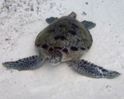 Green turtle Felivaru Kandu Lhaviyani Atoll Maldives