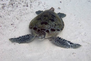 Bubbles, green turtle, adopted for Jamie by Laura Green turtle Felivaru Kandu Lhaviyani Atoll Maldives