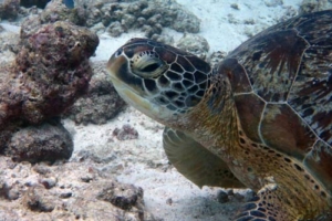 Tete, green turtle, adopted for Theresa by Christina Adopt a green turtle Maldives