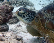 Adopt a green turtle Maldives