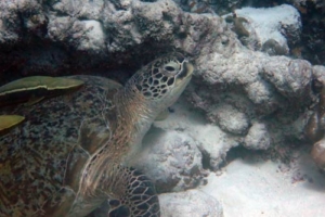 Milakobi, green turtle, adopted by Alexandra & Johanne Adopt a green turtle Maldives