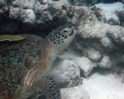 Adopt a green turtle Maldives