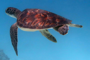 Firu Beau, adopted for Firas by Bogdan Lytovchenko Adopt a turtle, Maldives