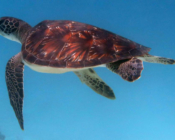 Adopt a turtle, Maldives