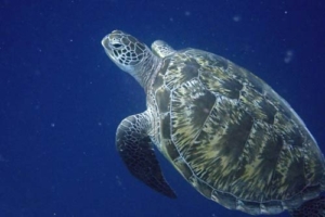 Niri, green turtle, adopted by Andrea & Daniel Pohl Adopt a green turtle Maldives
