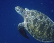 Adopt a green turtle Maldives