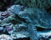 Adopt a green turtle, Maldives