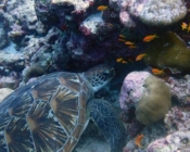 Adopt a green turtle, Maldives