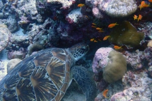Martian, green turtle, adopted for Frank Adopt a green turtle, Maldives