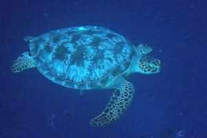 Jacomo Leslie, green turtle, adopted for Jacomo by Erika Leslie Green turtle swimming in the blue, Gavirfaru Kandu, Lhaviyani Atoll, Maldives. Image.