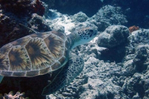 Bailey , green turtle, adopted by Stephen & Claire Ward Adopt a turtle, Maldives