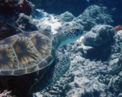 Adopt a turtle, Maldives
