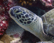 green turtle, Hithadoo West, Laamu Atoll, Maldives. Image.