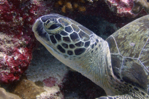 Joanna Thorn, green turtle, adopted for Joanna by the Med Ed Team THH green turtle, Hithadoo West, Laamu Atoll, Maldives. Image.