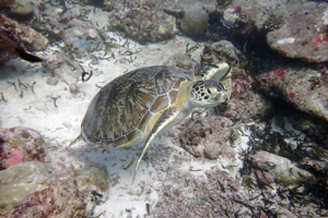 Nairika, green turtle, adopted for Narika by Guillaume Dupuy Green turtle, Hithadhoo Corner Laamu Atoll, Maldives. Image.