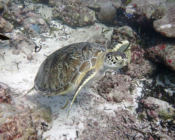 Green turtle, Hithadhoo Corner Laamu Atoll, Maldives. Image.