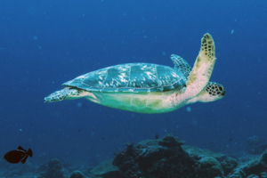 Bean, green turtle, adopted for Sam Green turtle swimming in the blue with raised flippers, Hithadhoo Corner, Lamu Atoll, Maldives. Image.