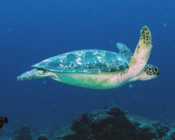 Green turtle swimming in the blue with raised flippers, Hithadhoo Corner, Lamu Atoll, Maldives. Image.