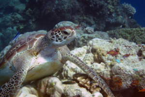Buddy, green turtle, adopted for Jannick by Courteney Richardson-Hicks Green turtle, Olhuveli Reef, Laamu Atoll, Maldives. Image.