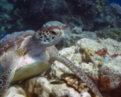 Green turtle, Olhuveli Reef, Laamu Atoll, Maldives. Image.