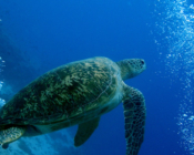 Green turtle, Maa Giri, Lhaviyani Atoll, Maldives. Image.