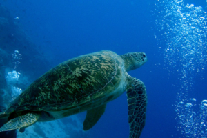 Kanifushi, green turtle, adopted Green turtle, Maa Giri, Lhaviyani Atoll, Maldives. Image.